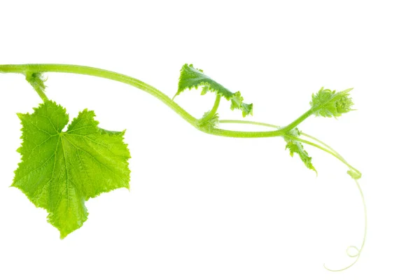Cucumber Branch Leaves Isolated White Background — Stock Photo, Image