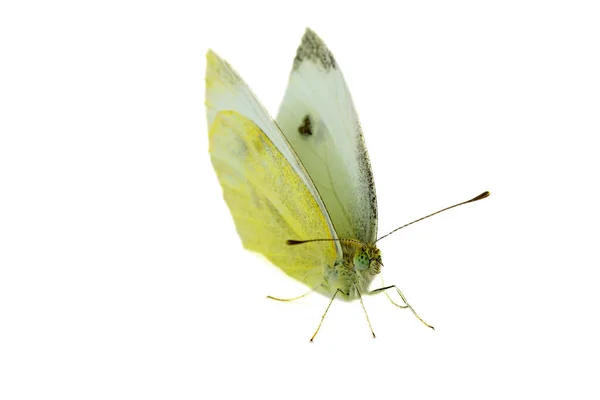 Zelí Bílá Motýl Izolované Bílém Pozadí — Stock fotografie