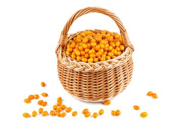 Beyaz arka planda deniz dikenli böğürtlenli sepet.