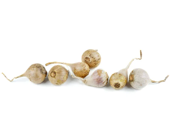 Wild Garlic Bulbs Isolated White Background — Stock Photo, Image