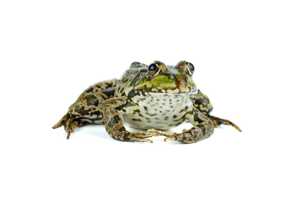 白色背景下的普通绿色青蛙 — 图库照片