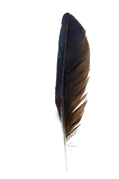 Crow Feather Isolated White Background — Stockfoto