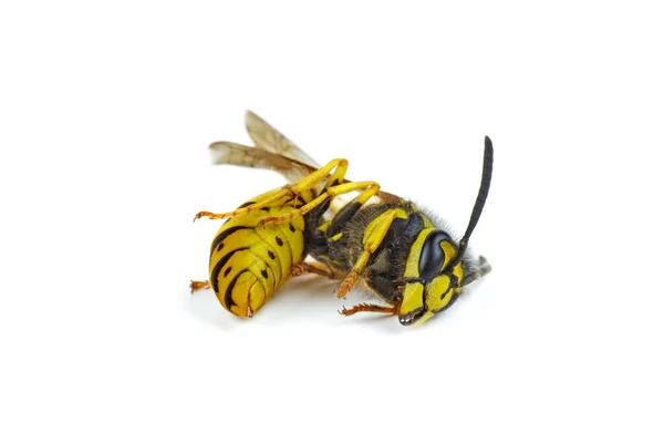 Dead Wasp Isolerad Vit Bakgrund — Stockfoto