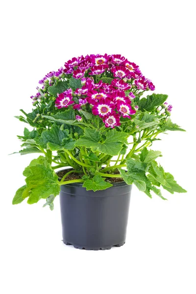 Paarse Cineraria Bloemen Kunststof Pot Geïsoleerd Witte Achtergrond — Stockfoto