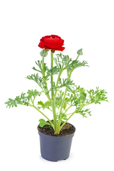 Ranunculus Blomst Plastkrukke Isolert Hvit Bakgrunn – stockfoto