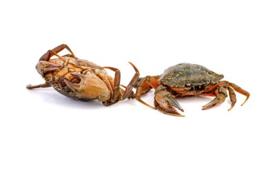 Beyaz arkaplanda canlı yengeçler.