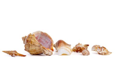 Boş deniz kabuğu beyaz arkaplanda izole edildi