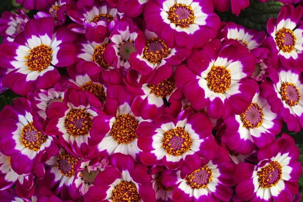 Lila Cineraria Blommor Grund Dof Fokuspunkt Nedre Delen Bilden — Stockfoto