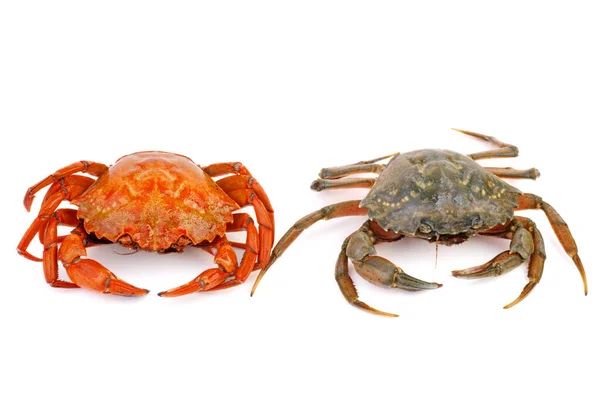 Crabes Bouillis Vivants Sur Fond Blanc — Photo
