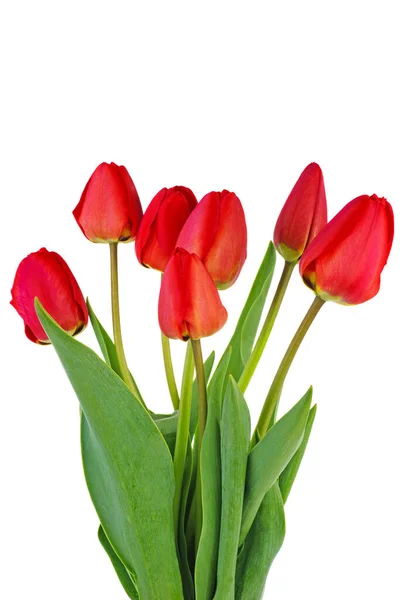 Uncultivated Red Tulips Isolated White Background — Stock Photo, Image