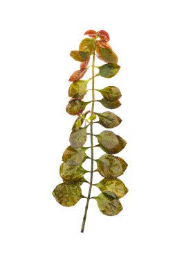 Ludwigia su santrali beyaz arka planda izole edildi