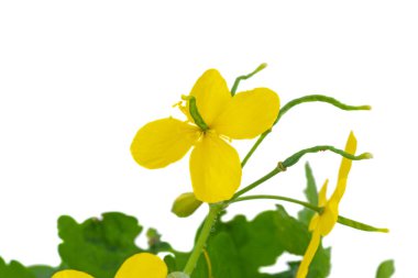 Celandine çiçeği yakın plan. Beyaz arkaplan