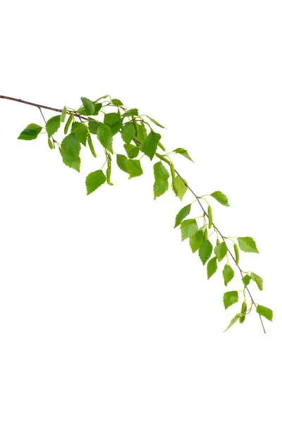 Березовая Ветка Зелеными Листьями Белом Фоне — стоковое фото