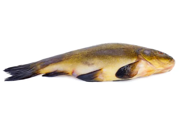 Färsk Marschfisk Isolerad Vit Bakgrund — Stockfoto