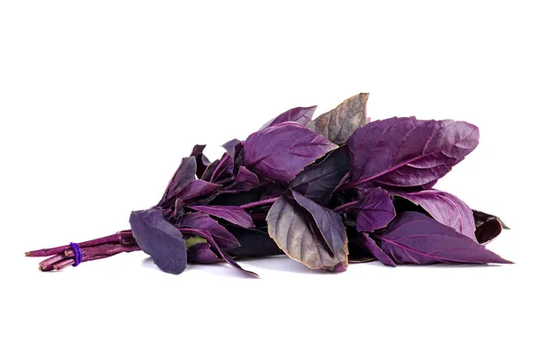 Ramo Albahaca Púrpura Aislada Sobre Fondo Blanco —  Fotos de Stock