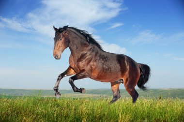 Beautiful brown horse running gallop clipart