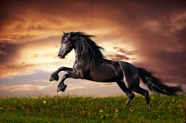 Černý Fríský kůň tryskem — Stock fotografie