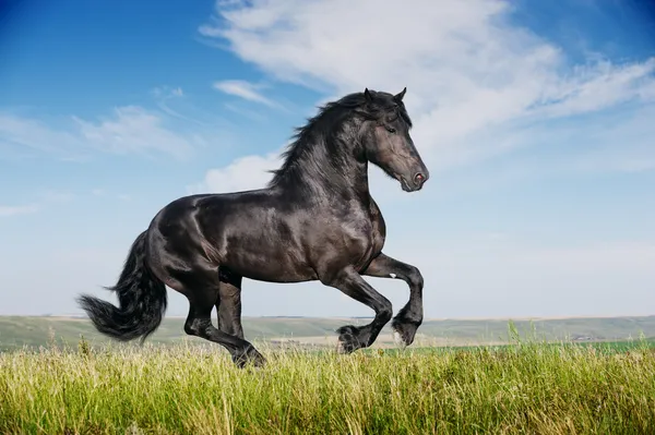 Belo cavalo preto correndo galope — Fotografia de Stock