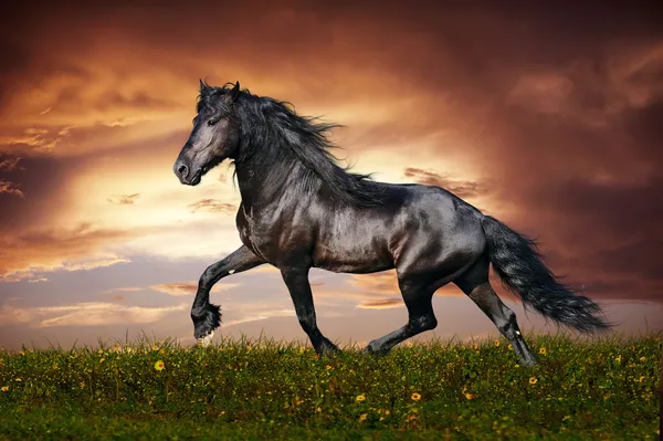 Trote de cavalo frísio preto — Fotografia de Stock