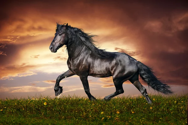 Black Friesian horse trot — Stock Photo, Image