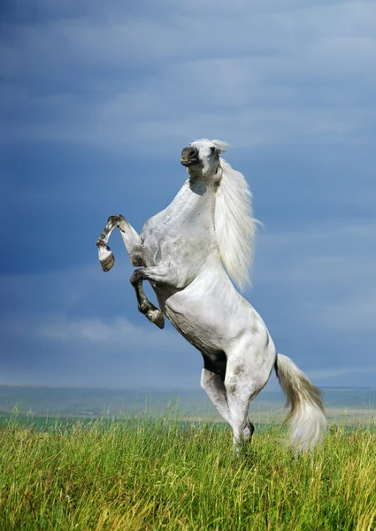 A grey horse rearing — Stock Photo, Image