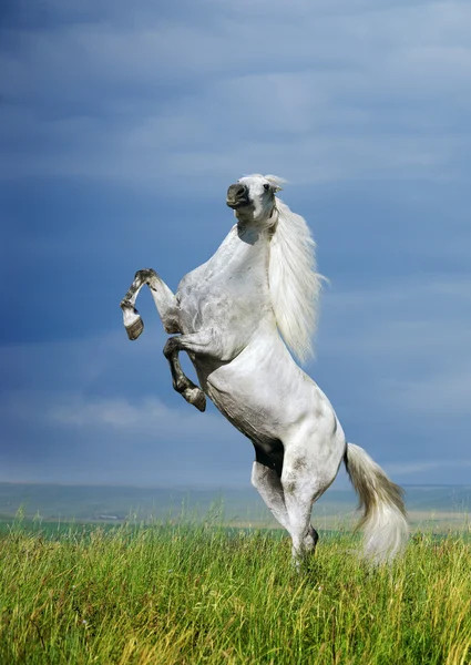 Ein Schimmel, der sich aufzieht — Stockfoto