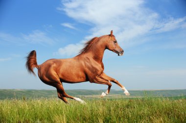 Beautiful red arabian horse running gallop clipart