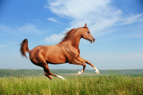 Belo cavalo árabe vermelho correndo galope — Fotografia de Stock