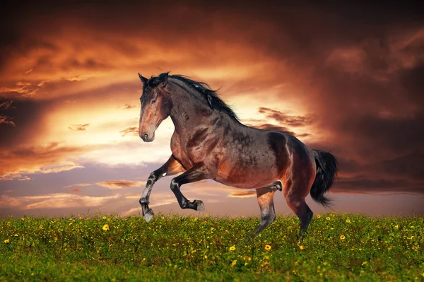 Beautiful brown horse running gallop — Stock Photo, Image