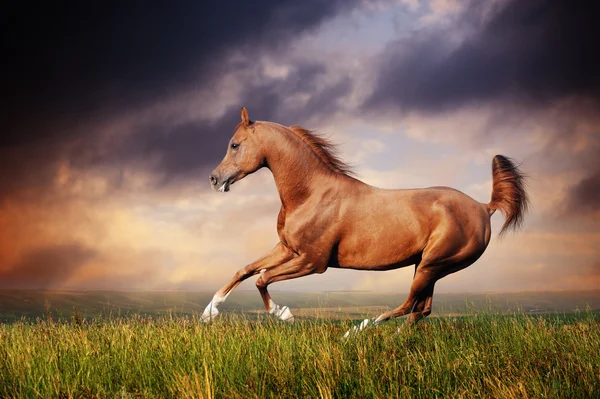 Hermoso caballo árabe rojo corriendo galope —  Fotos de Stock