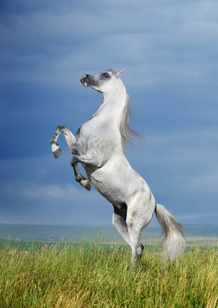 En grå arabian horse uppfödning — Stockfoto