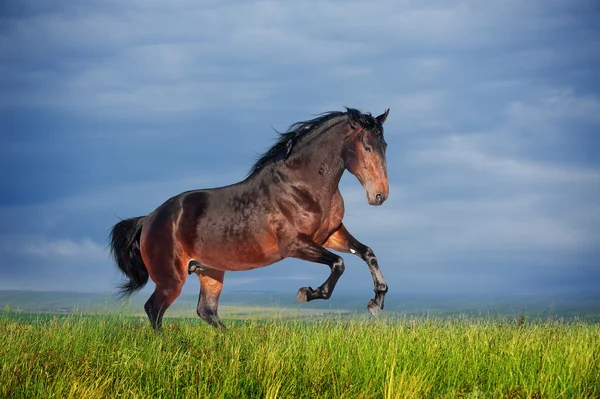 Krásný hnědý kůň běžící cval — Stock fotografie