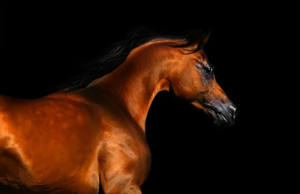 Belo cavalo árabe marrom isolado em preto — Fotografia de Stock