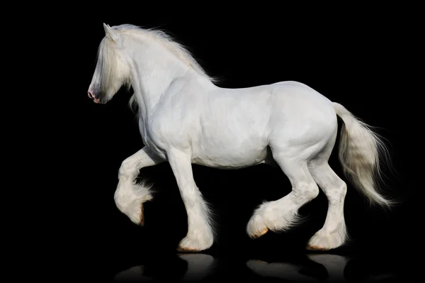 Cavallo bianco shire isolato sul nero — Foto Stock