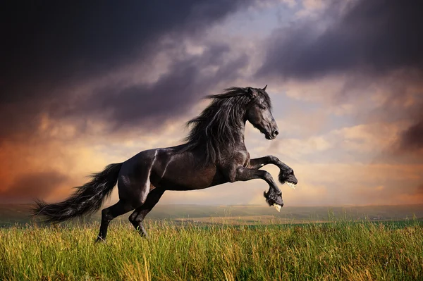 黒のフリージアン馬のギャロップ ストックフォト