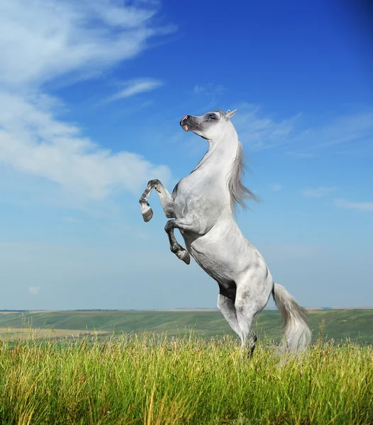 A grey arabian horse rearing Royalty Free Stock Photos