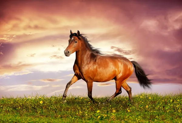 Hermoso caballo marrón corriendo trote Imagen de archivo