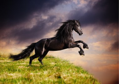 Black Friesian horse gallop clipart