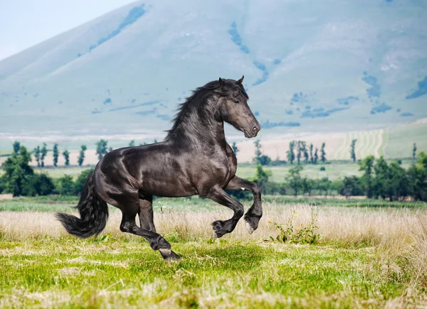 Beautiful black horse running gallop — Stock Photo, Image