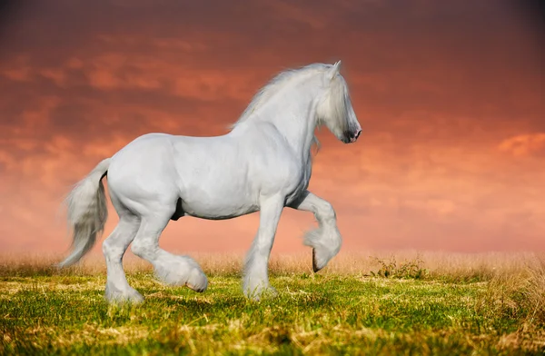 A grey arabian horse rearing — Stock Photo, Image