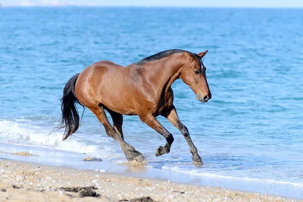 Caballo en el agua — Foto de Stock