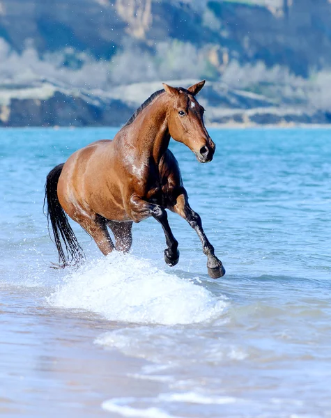 水の中の馬 — ストック写真