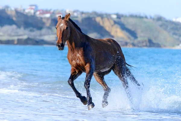 Paard in het water — Stockfoto