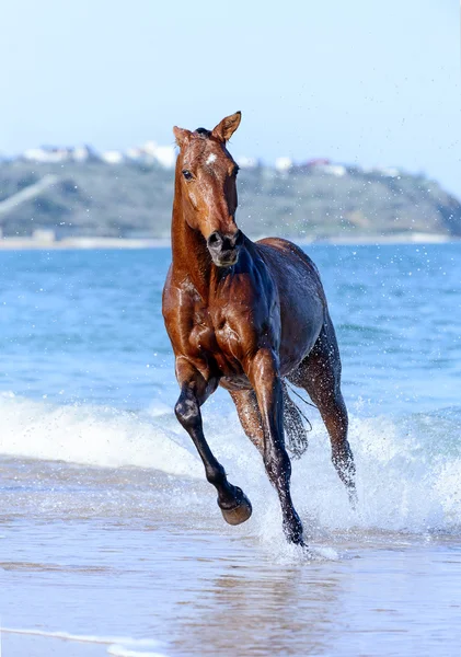 Cavalo na água — Fotografia de Stock