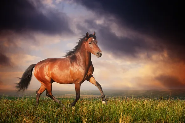 Beautiful brown horse running trot — Stock Photo, Image