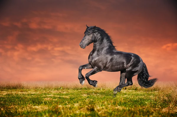 Galope de caballo frisón negro —  Fotos de Stock