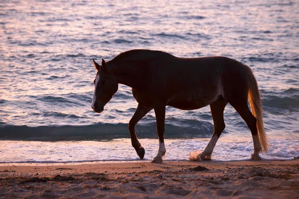 Лошадь бежит по воде — стоковое фото