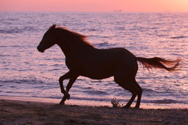 su ile çalışan at
