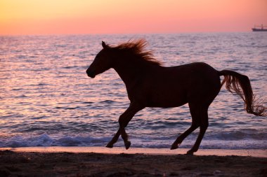 su ile çalışan at