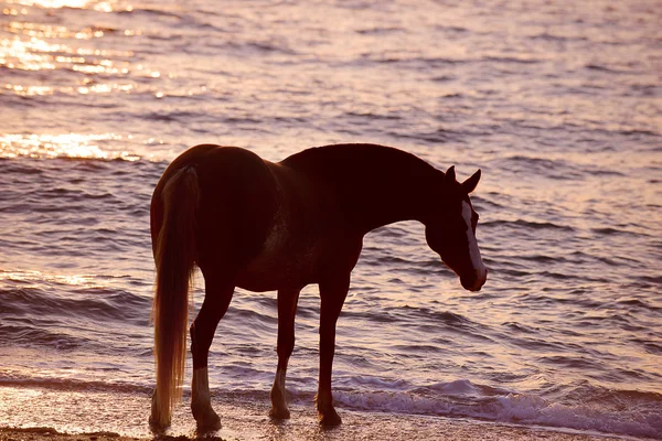 Kůň běží přes vodu — Stock fotografie